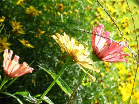 38640_143740452 cshlex